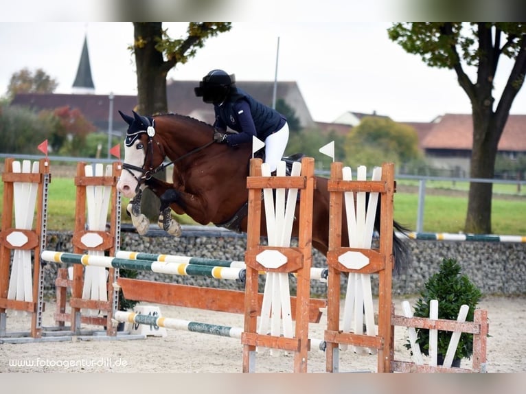 Kisber Castrone 14 Anni 179 cm Baio scuro in Neustadt an der Donau