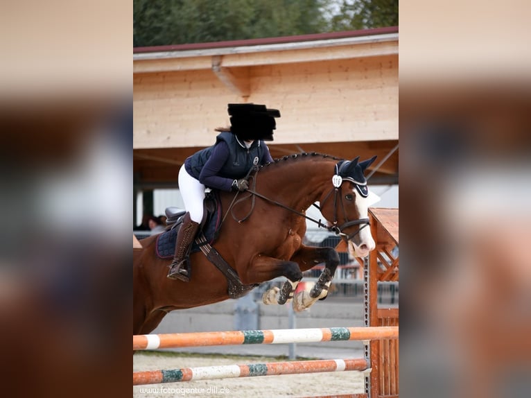 Kisber Castrone 14 Anni 179 cm Baio scuro in Neustadt an der Donau