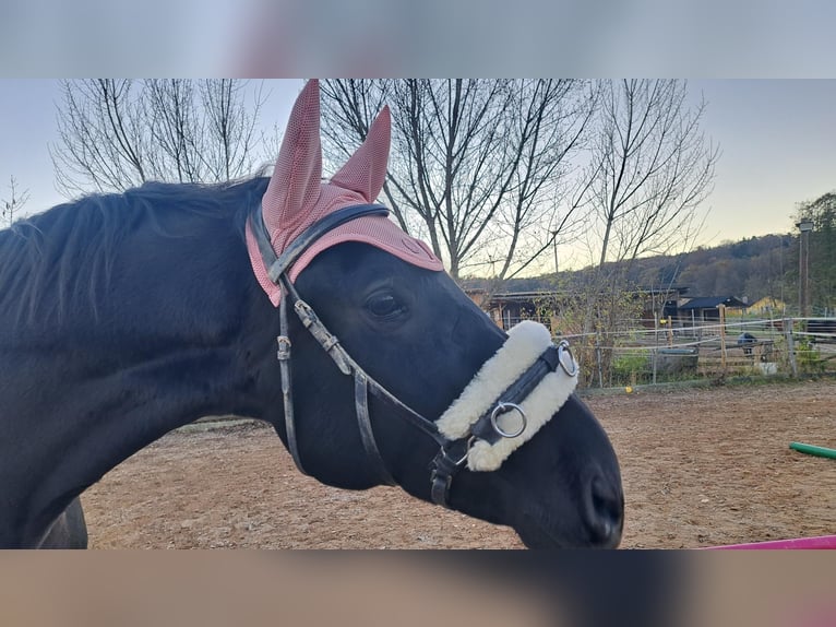 Kisber Castrone 15 Anni 171 cm Baio scuro in Böheimkirchen