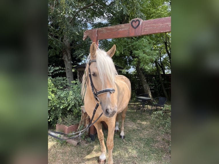 Kisber Castrone 4 Anni 160 cm Palomino in Scharndorf