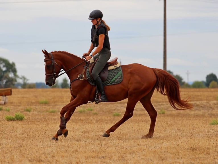 Kisber Castrone 4 Anni 163 cm  in Pér