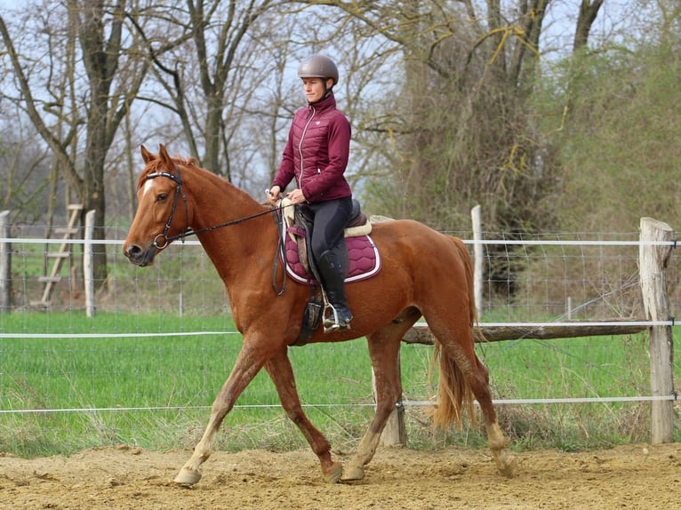 Kisber Castrone 4 Anni 163 cm Sauro in Pér