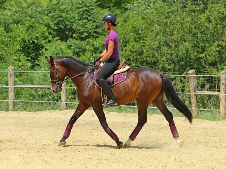 Kisber Castrone 4 Anni 165 cm Baio scuro in Pér