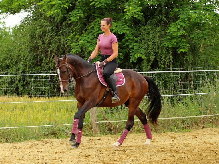 Kisber Castrone 4 Anni 165 cm Baio scuro in Pér