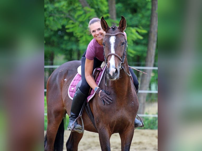 Kisber Castrone 4 Anni 165 cm Baio scuro in Pér