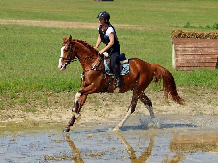 Kisber Castrone 4 Anni 169 cm Sauro scuro in Pér