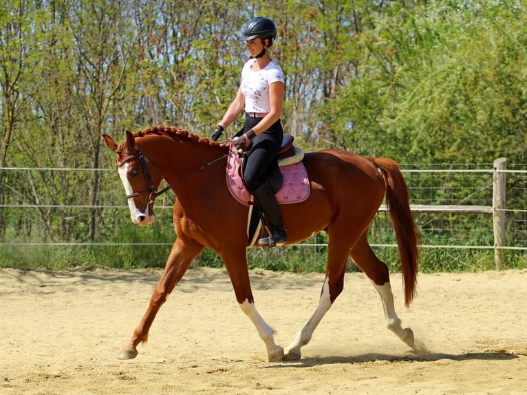 Kisber Castrone 4 Anni 169 cm Sauro scuro in Pér