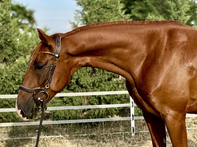 Kisber Castrone 5 Anni 162 cm Sauro scuro in Budapest