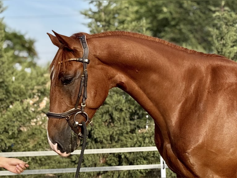 Kisber Castrone 5 Anni 162 cm Sauro scuro in Budapest