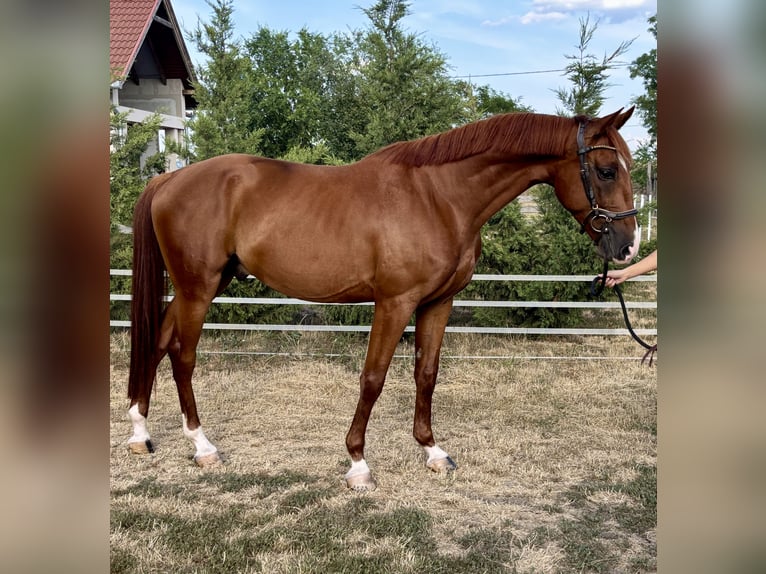 Kisber Castrone 5 Anni 162 cm Sauro scuro in Budapest
