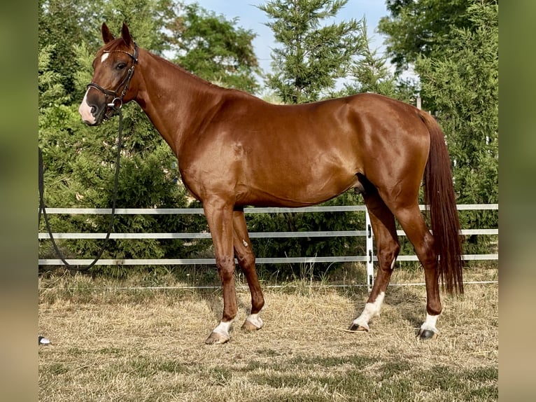 Kisber Castrone 5 Anni 162 cm Sauro scuro in Budapest