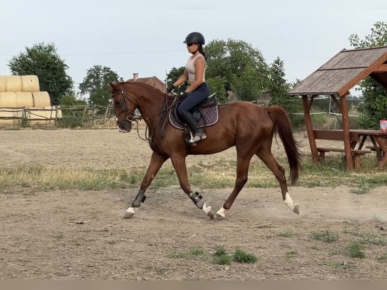 Kisber Castrone 5 Anni 162 cm Sauro scuro in Budapest