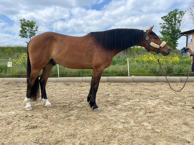 Kisber Castrone 5 Anni 167 cm Baio in Bad Pirawarth