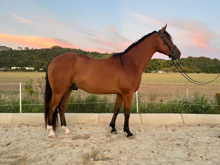 Kisber Castrone 5 Anni 167 cm Baio in Bad Pirawarth