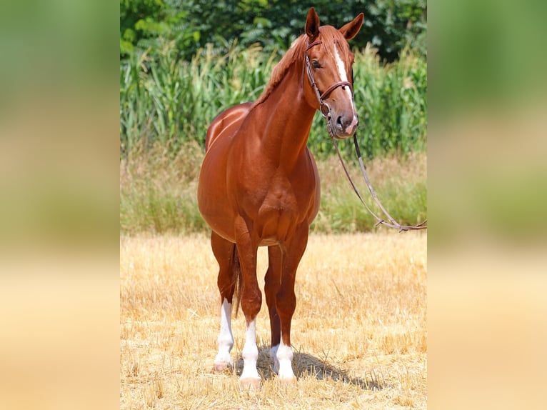 Kisber Castrone 5 Anni 167 cm Sauro scuro in Győr