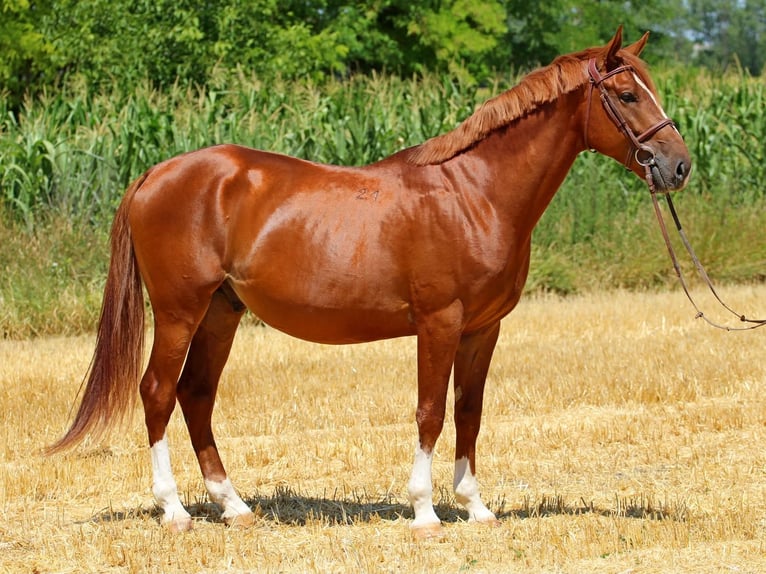 Kisber Castrone 5 Anni 167 cm Sauro scuro in Győr