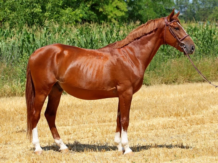 Kisber Castrone 5 Anni 167 cm Sauro scuro in Győr