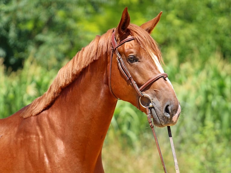 Kisber Castrone 5 Anni 167 cm Sauro scuro in Győr