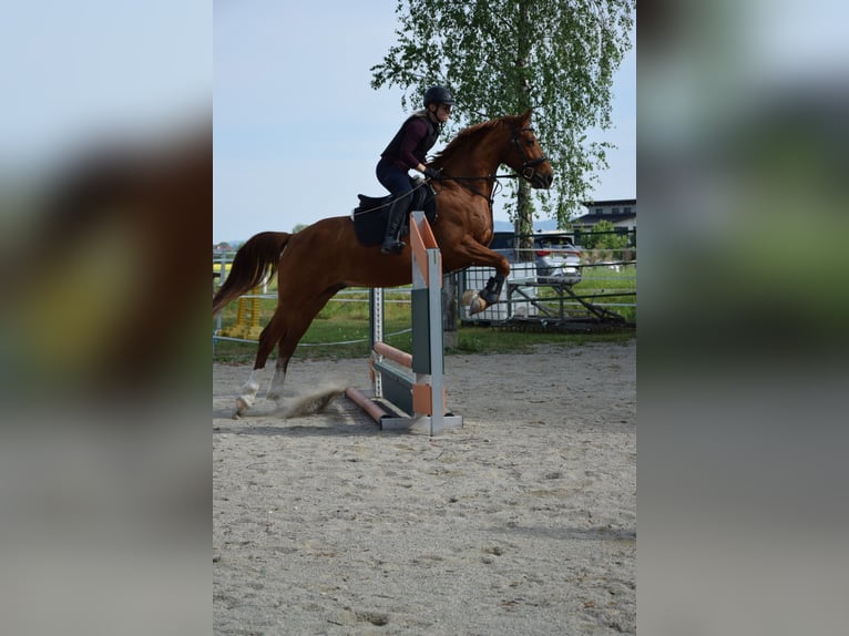 Kisber Castrone 6 Anni 163 cm Sauro in Lochen am See