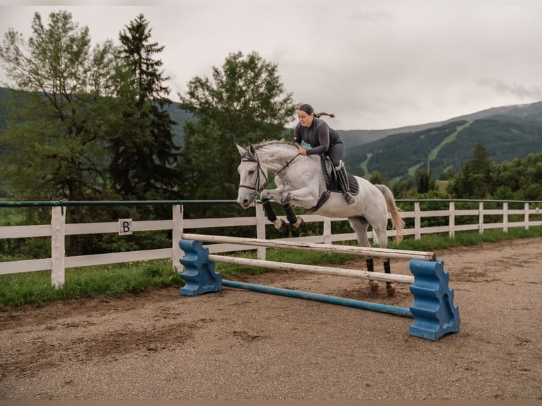 Kisber Castrone 7 Anni 167 cm Grigio trotinato in Zederhaus