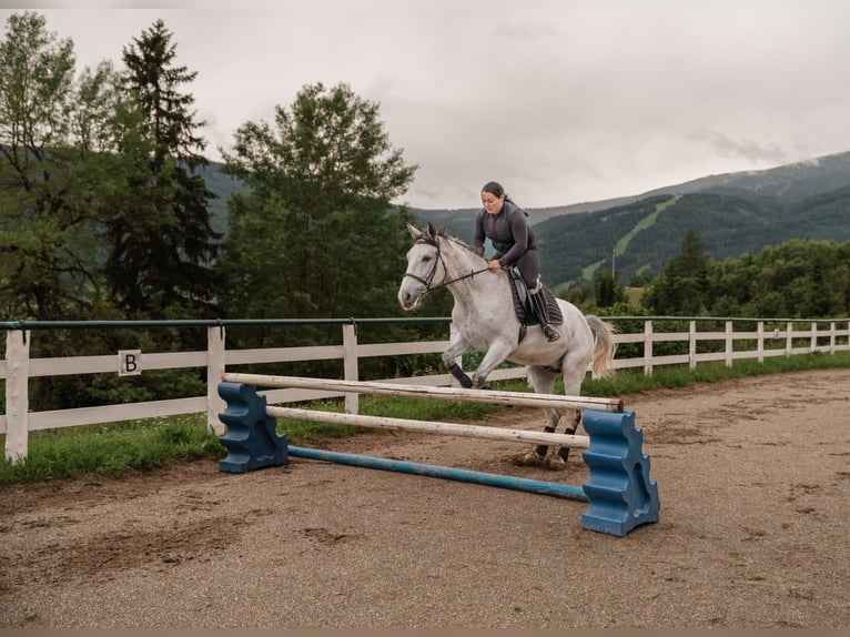 Kisber Castrone 7 Anni 167 cm Grigio trotinato in Zederhaus