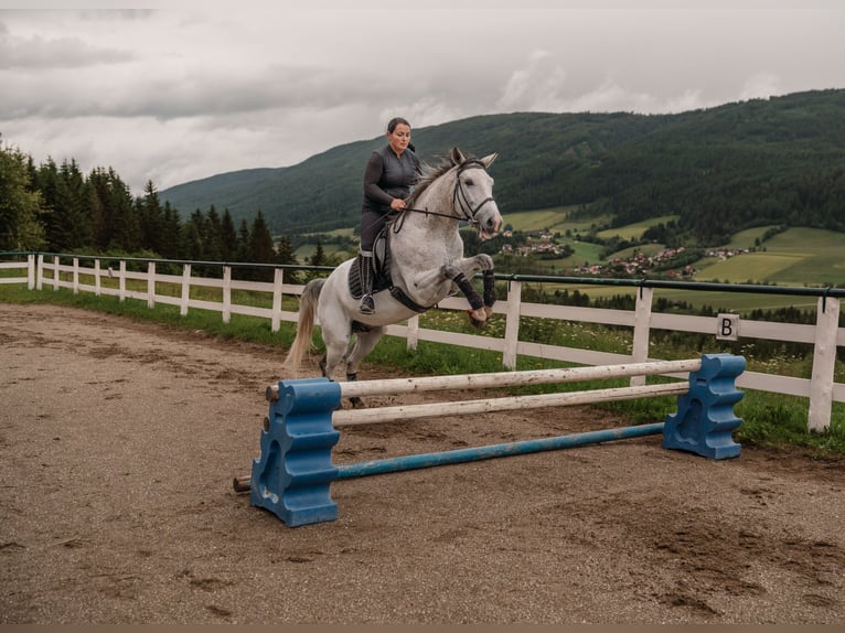 Kisber Castrone 7 Anni 167 cm Grigio trotinato in Zederhaus