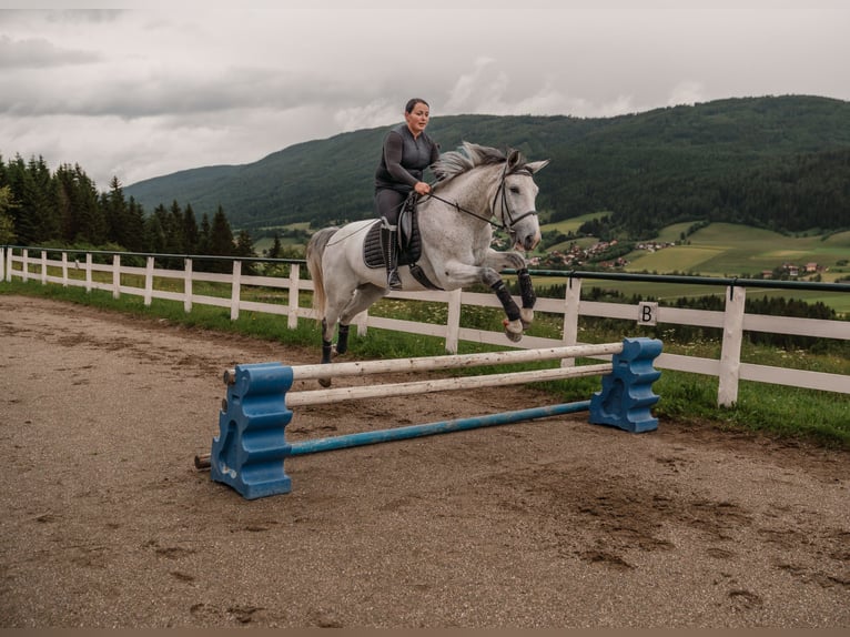 Kisber Castrone 7 Anni 167 cm Grigio trotinato in Zederhaus