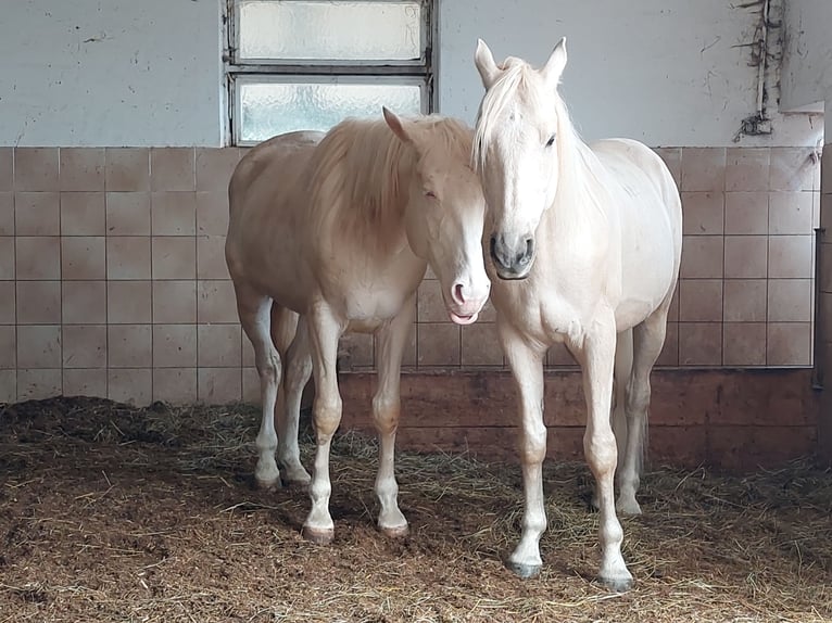 Kisber Castrone 8 Anni 165 cm Palomino in Ampflwang