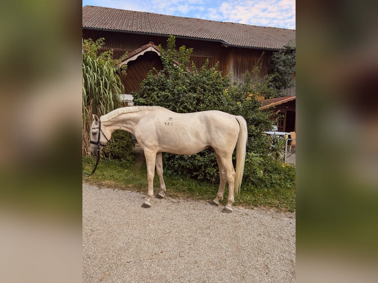 Kisber Castrone 8 Anni 166 cm Palomino in Ampflwang