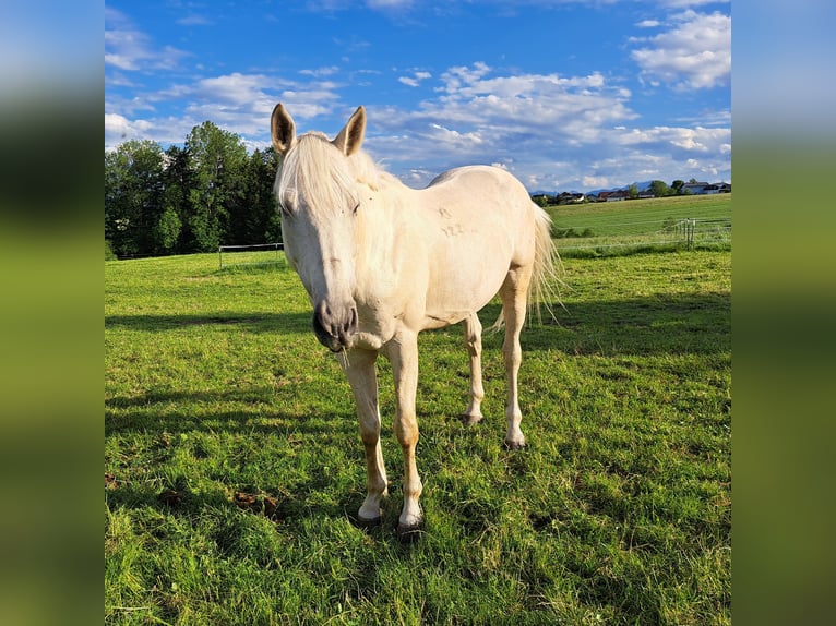 Kisber Castrone 8 Anni 166 cm Palomino in Ampflwang