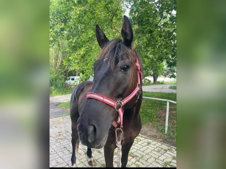 Kisber Castrone 8 Anni 173 cm Baio in Zalaegerszeg