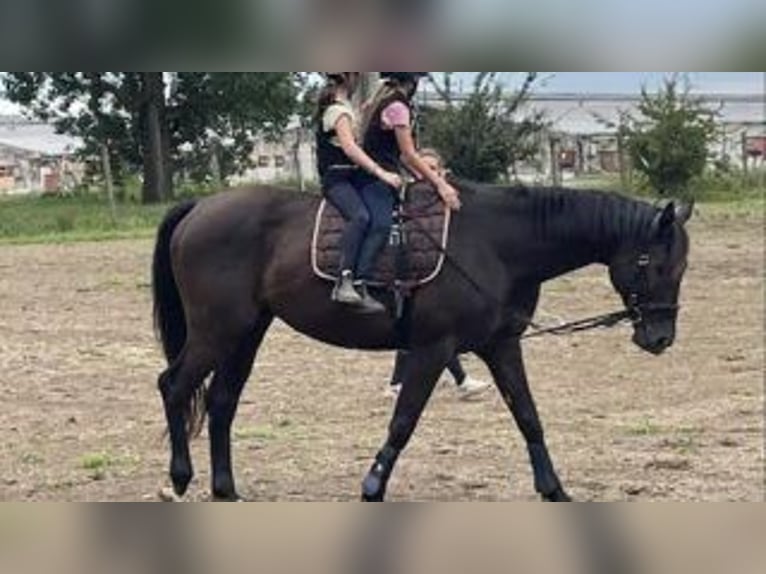 Kisber Castrone 8 Anni 173 cm Baio in Zalaegerszeg