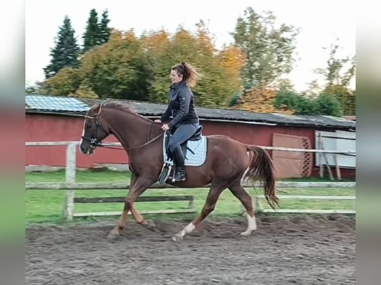 Kisber Castrone 8 Anni 178 cm Sauro scuro in Wangelau