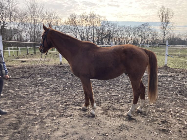 Kisber Felver Caballo castrado 12 años 164 cm Alazán-tostado in Hajdúdorog