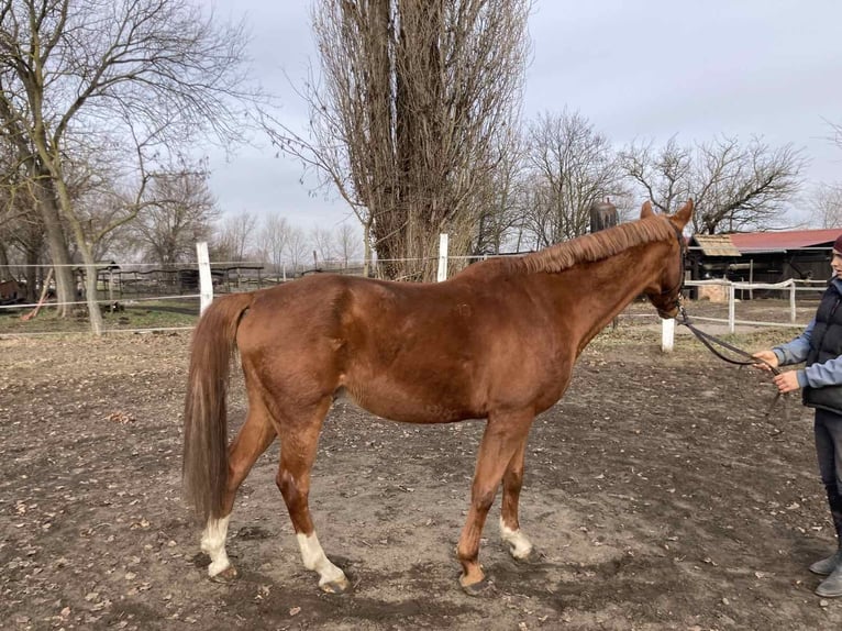 Kisber Felver Caballo castrado 12 años 164 cm Alazán-tostado in Hajdúdorog