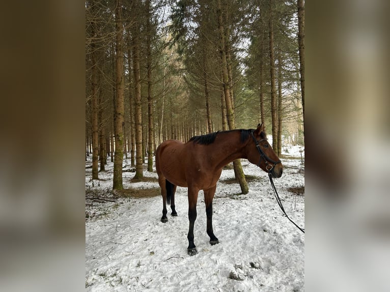 Kisber Felver Caballo castrado 12 años 165 cm Castaño in Hollenegg (Bad Schwanberg)