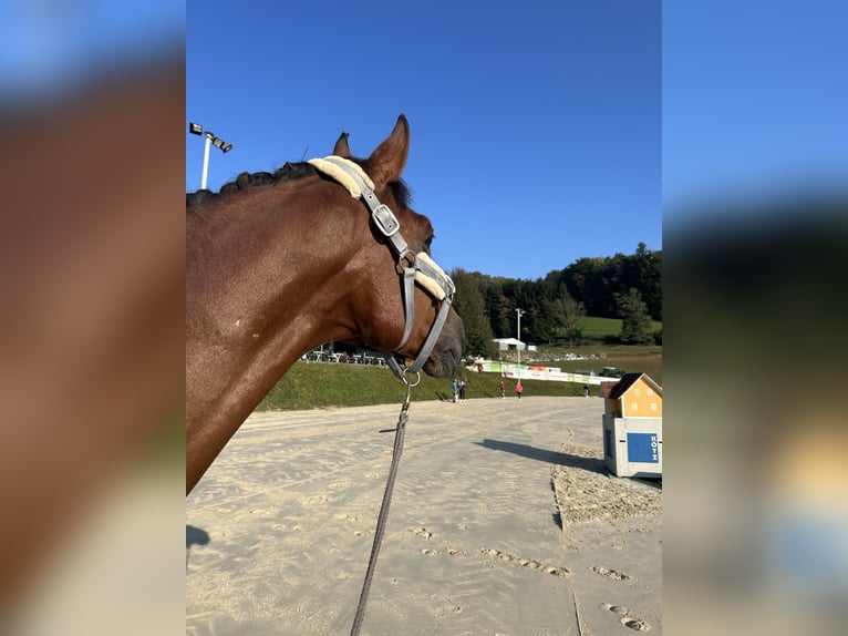 Kisber Felver Caballo castrado 12 años 165 cm Castaño in Hollenegg (Bad Schwanberg)