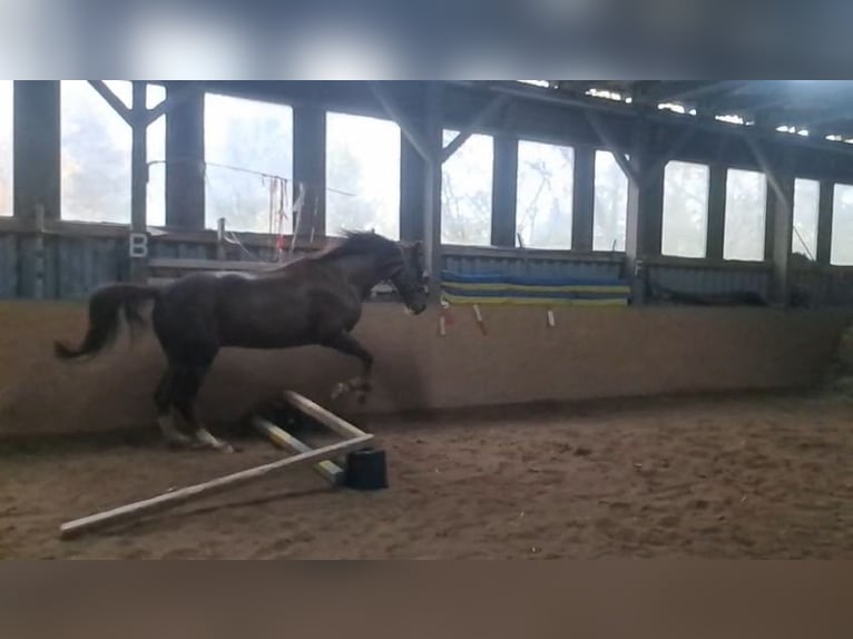 Kisber Felver Caballo castrado 14 años 165 cm Alazán in Neuhaus am Rennweg
