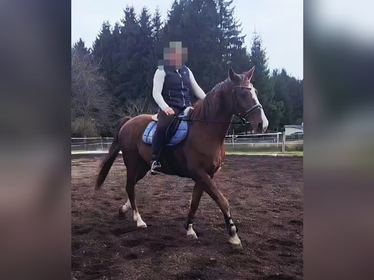 Kisber Felver Caballo castrado 14 años 165 cm Alazán in Neuhaus am Rennweg