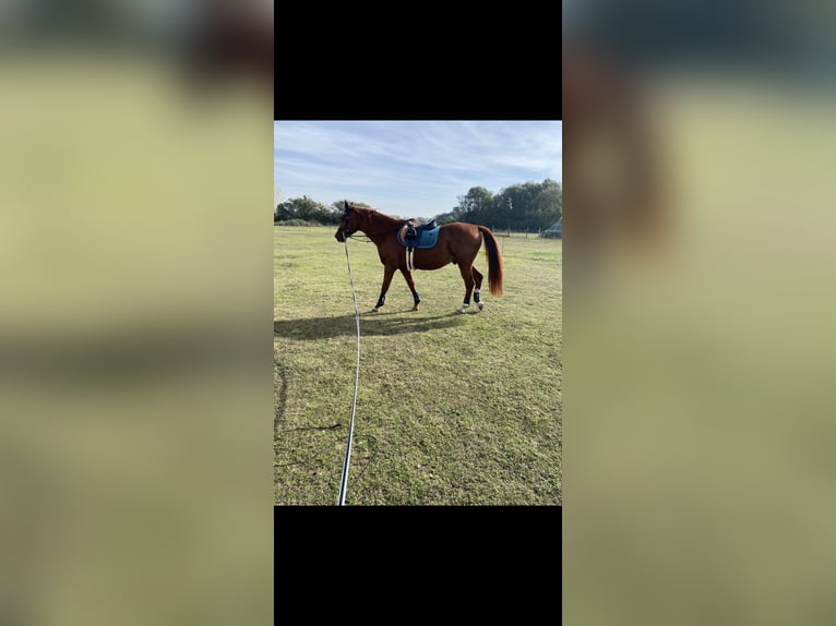 Kisber Felver Caballo castrado 14 años 173 cm Castaño in Priel