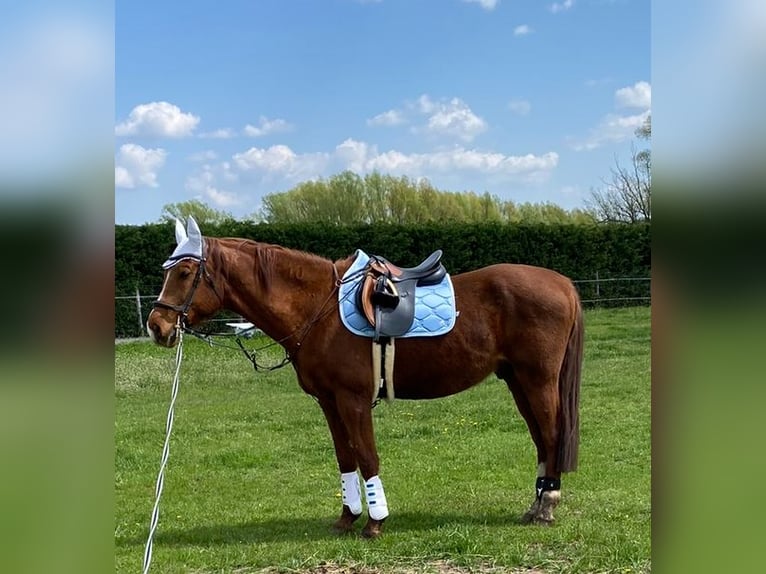 Kisber Felver Caballo castrado 14 años 173 cm Castaño in Priel