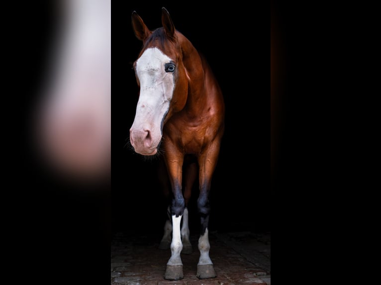 Kisber Felver Caballo castrado 14 años 179 cm Castaño oscuro in Neustadt an der Donau