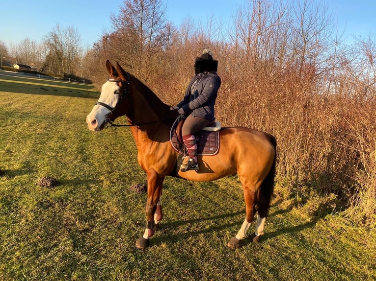 Kisber Felver Caballo castrado 14 años 179 cm Castaño oscuro in Neustadt an der Donau