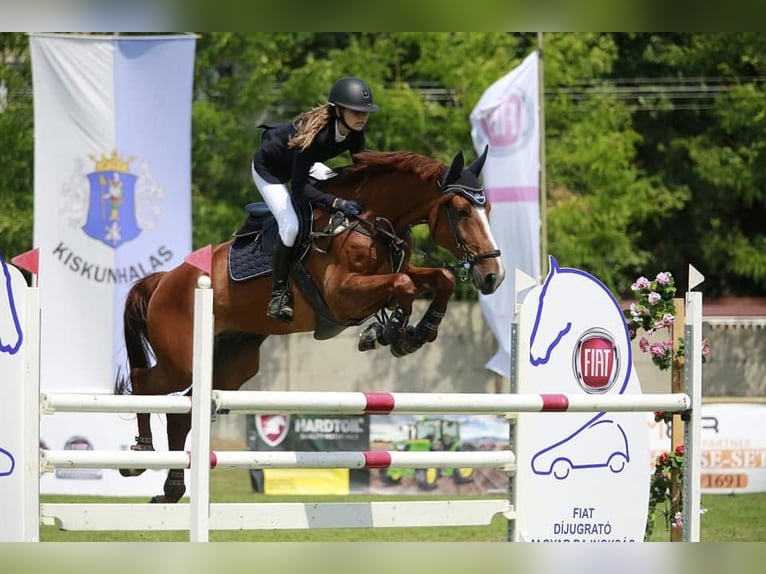 Kisber Felver Caballo castrado 15 años 175 cm Alazán in Höslwang
