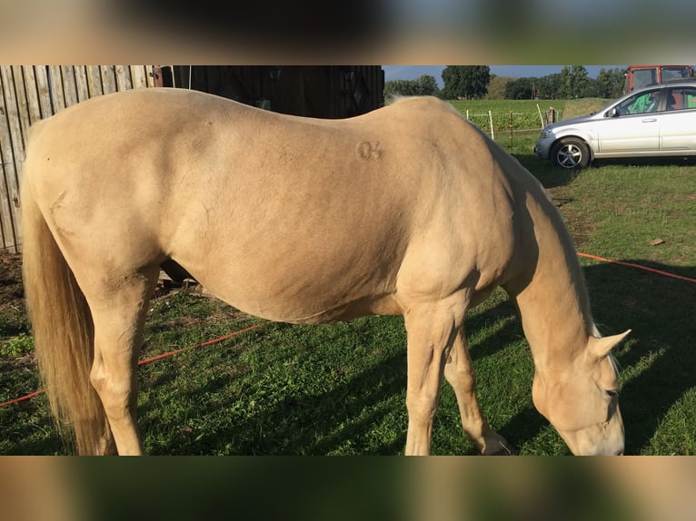 Kisber Felver Caballo castrado 21 años 164 cm Palomino in Willingshausen