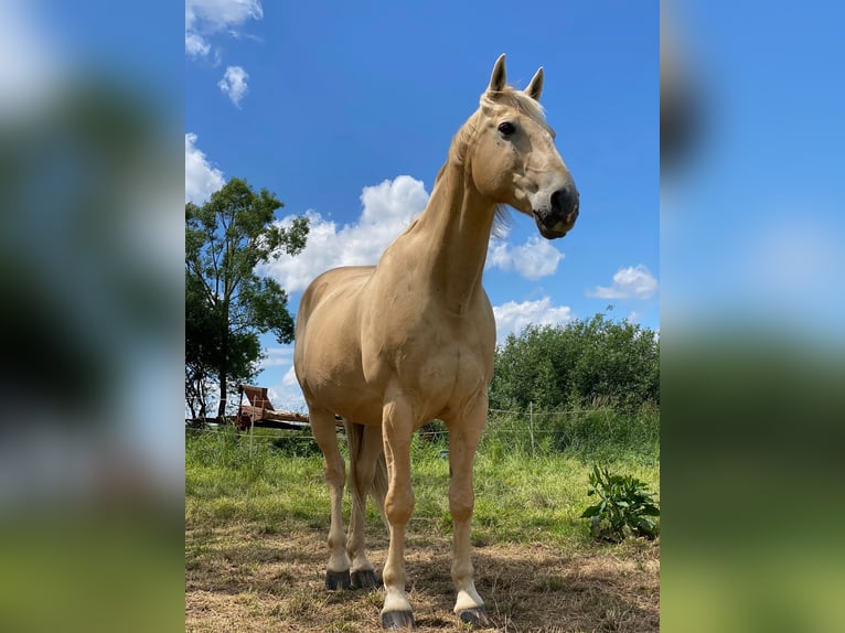 Kisber Felver Caballo castrado 21 años 164 cm Palomino in Willingshausen