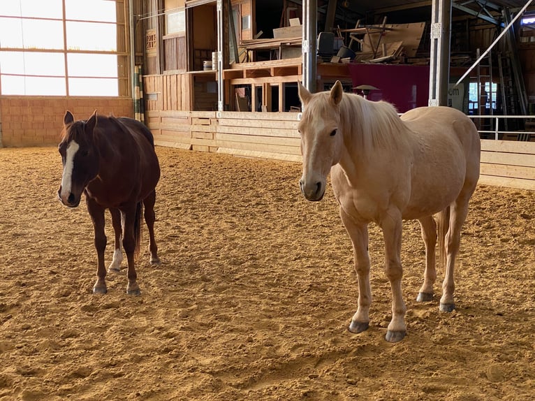 Kisber Felver Caballo castrado 21 años 164 cm Palomino in Willingshausen