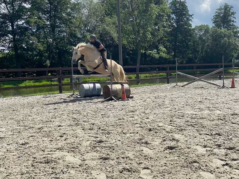 Kisber Felver Caballo castrado 21 años 164 cm Palomino in Willingshausen