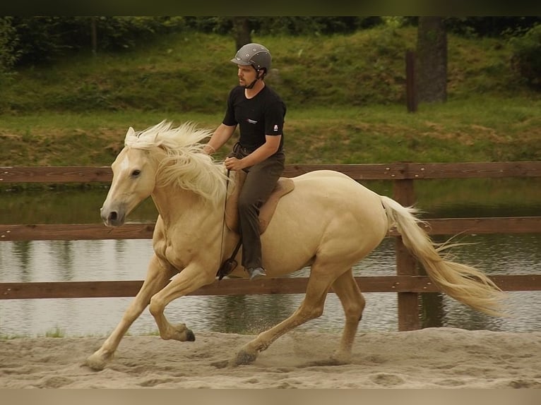 Kisber Felver Caballo castrado 21 años 164 cm Palomino in Willingshausen