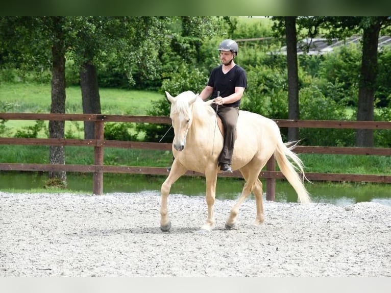 Kisber Felver Caballo castrado 21 años 164 cm Palomino in Willingshausen